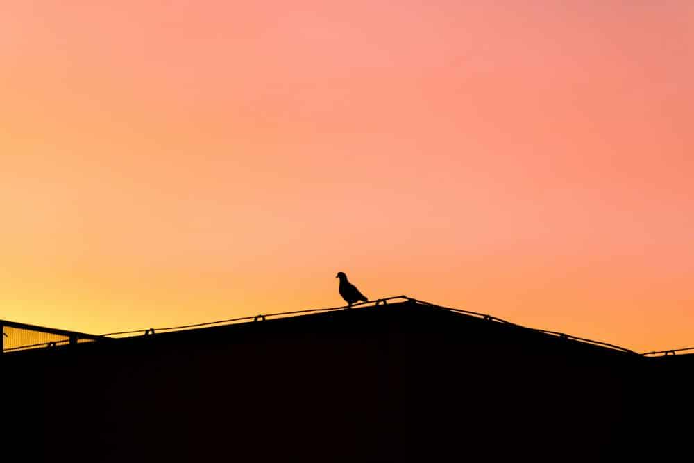 How To Get Rid Of Pigeons On Roof Under Solar Panels